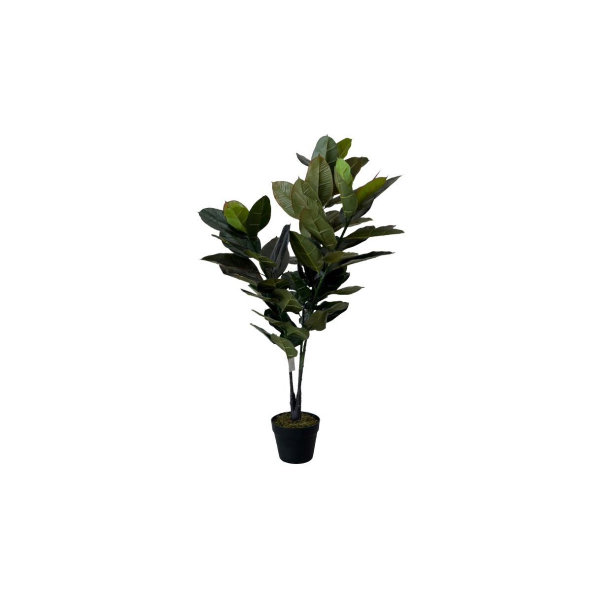ÁRBOL FICUS PANDURATA DE 1.2 M