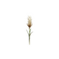 Decoración artificial - Pampas con hierbas