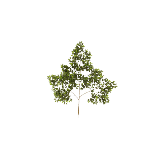 RAMA FICUS EXTRA GRANDE 1.9 M
