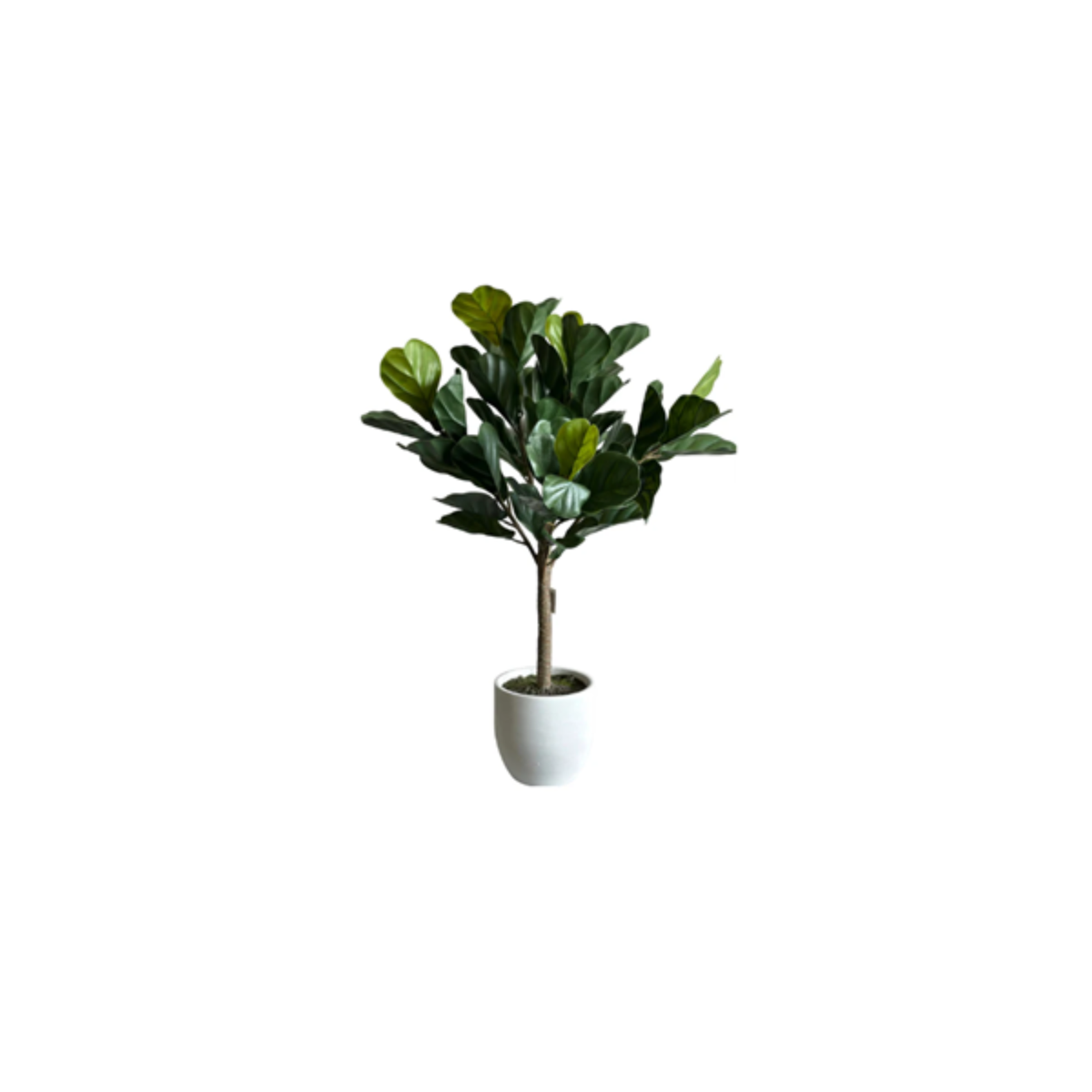 PLANTA PANDURATA BASE BLANCA 1 M