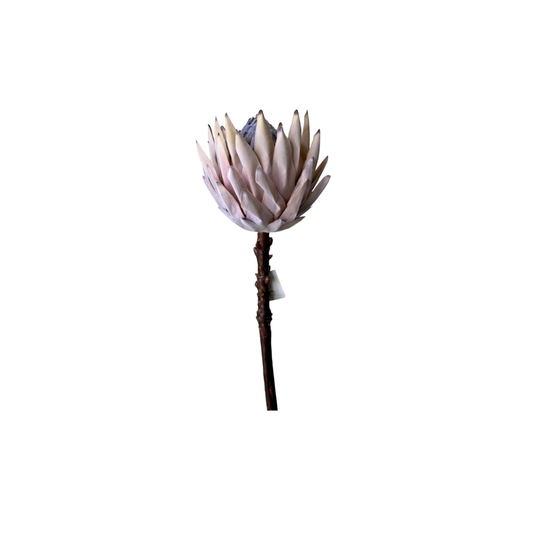 PROTEA REY DURAZNO