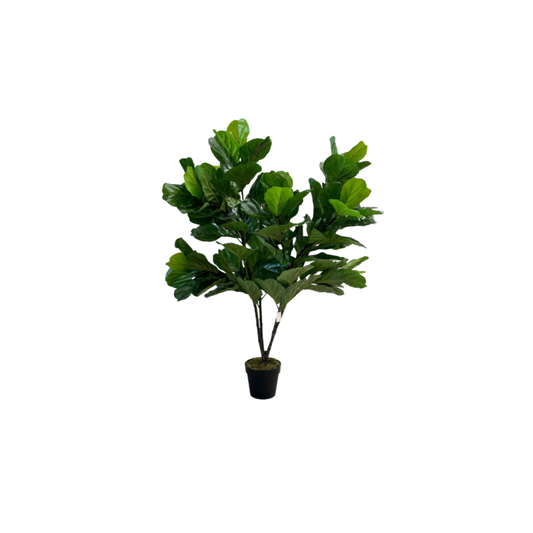 ÁRBOL PANDURATA FRONDOZA DE 1.5 M