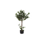 Árbol olivo de 120 cm