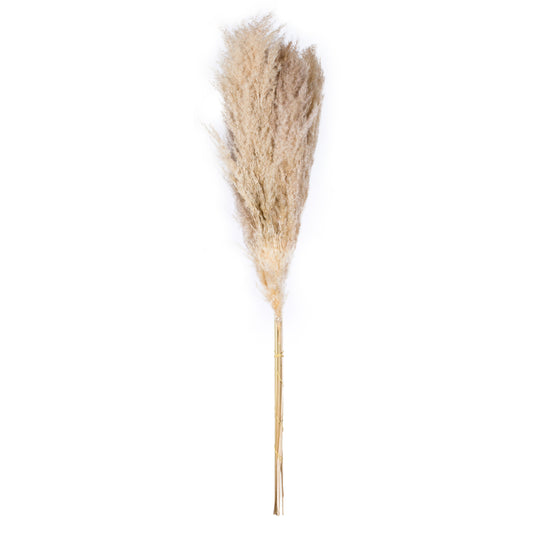 Set x 6 Pampa natural de 120-140 cm